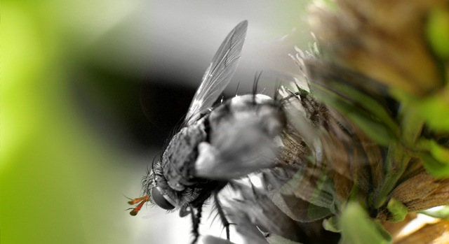 The Dull Life of a Fly by Saga Musix